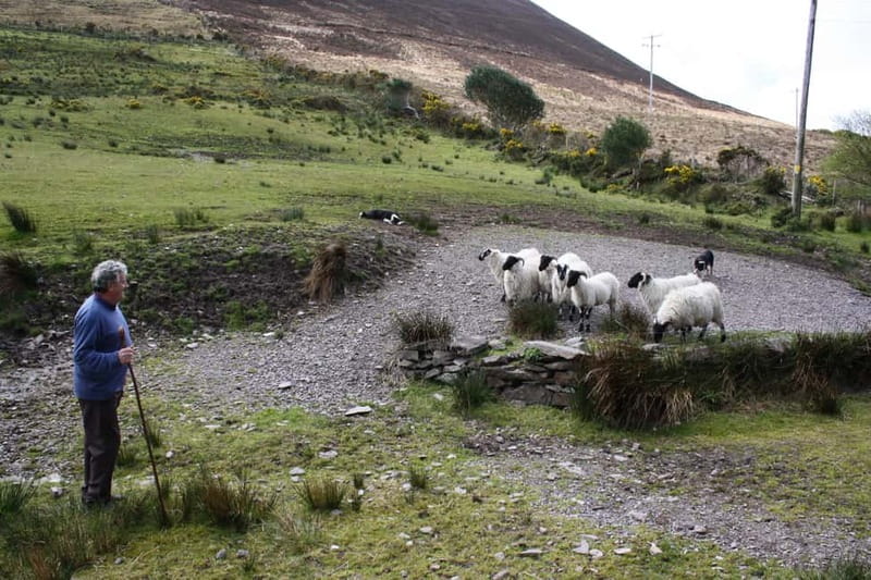 Killarney: Ring of Kerry Bus Tour - Ladies View and Killarney National Park
