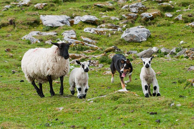 Private Cliffs of Moher Day Tour - Fanore and the Wild Atlantic Way back to Galway