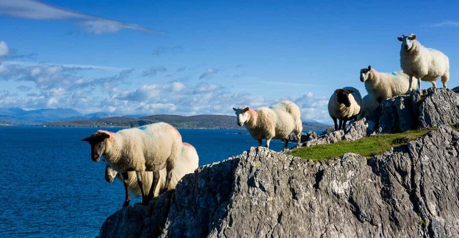 Private Wild Atlantic Day Tour from Cork - Mizen Head and the far southwest