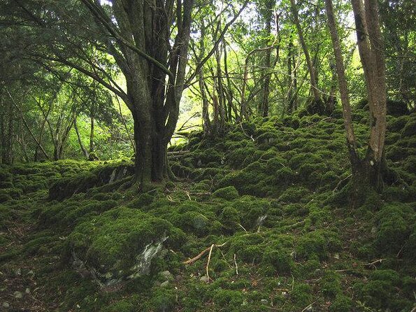 Ring Of Kerry Tour - Key points to know before booking