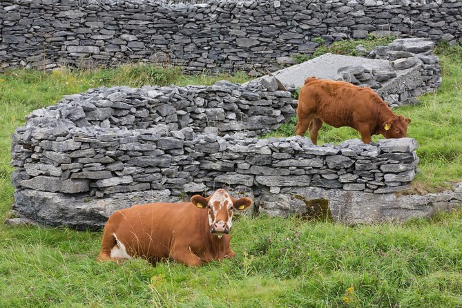 Small Group - Cliffs Cruise, Aran Islands AND Connemara in One Day from Galway - Is $151.23 good value?
