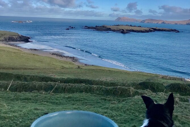The Great Blasket Island Experience - Premium Tour - The Return Ride to Dingle