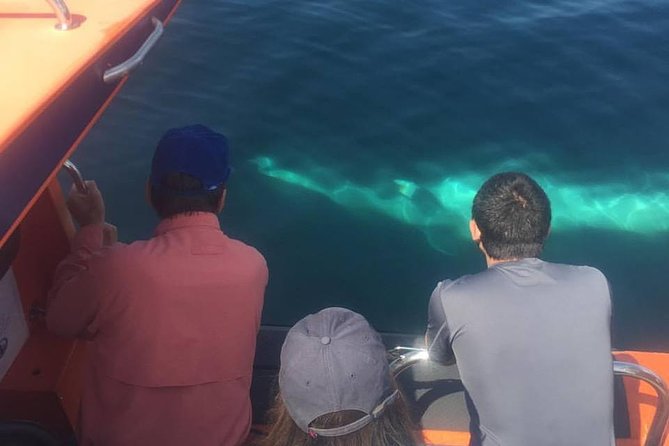 The Great Blasket Island Experience - Premium Tour - Who Will Enjoy This Experience Most?